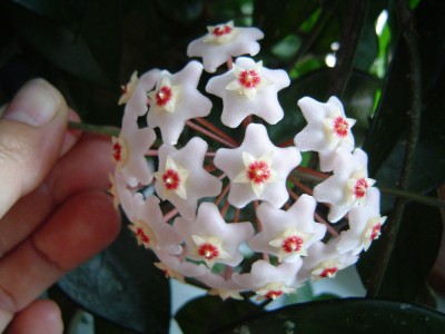 Hoya Blüte.jpg