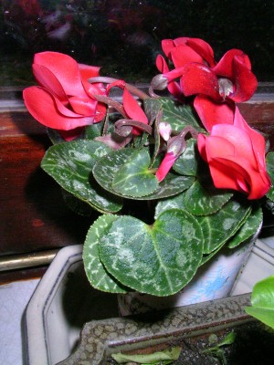 2012-12-04 15.41.30.jpg