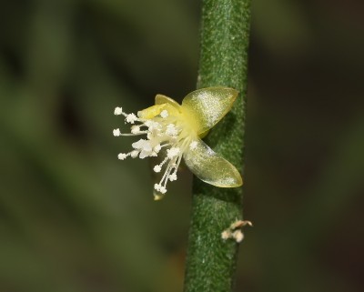 Rhipsalis teres (1).jpg