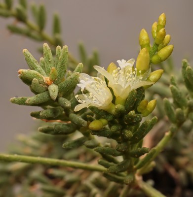 Rhipsalis mesembryanthemoides (1).jpg