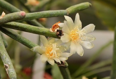 Rhipsalis neves-armondii (1).jpg