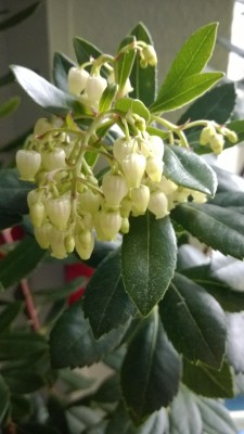 WP_20131206_004.jpg