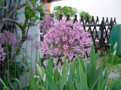 Frühling 017.jpg