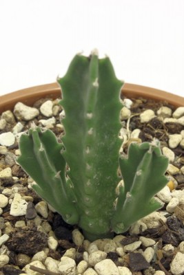 Stapelia am 10.12.2013b.jpg