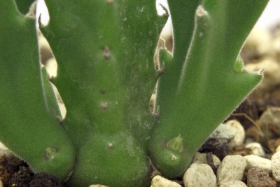 Stapelia am 10.12.2013.jpg