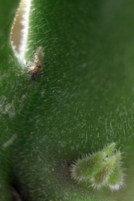 Stapelia am 10.12.2013c.jpg