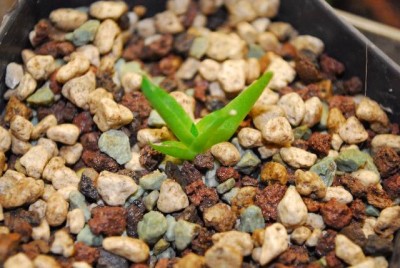 Agave 006yy.jpg