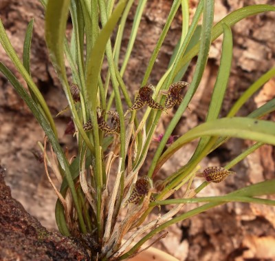 Dryadella hirtzii 2013-47 (2).jpg