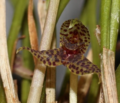 Dryadella hirtzii 2013-47 (1).jpg