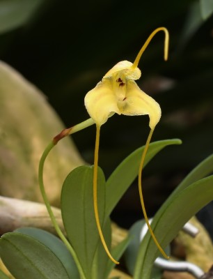 Masdevallia arminii (1).jpg