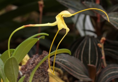 Masdevallia arminii (3).jpg