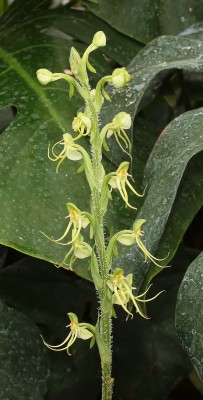 Habenaria ciliolaris 2010-321 (3).jpg