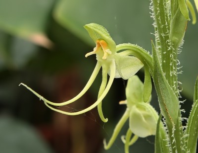 Habenaria ciliolaris 2010-321 (4).jpg