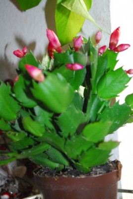 Schlumbergera 013yy.jpg