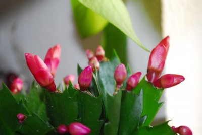Schlumbergera 015yy.jpg