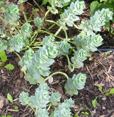 Warzen-Wolfsmilch Euphorbia myrsintis.JPG