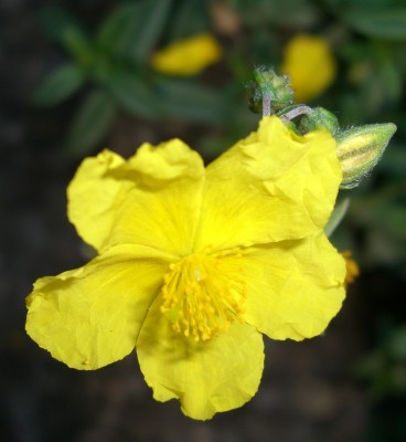 Sonnenröschen Helianthemum4.JPG