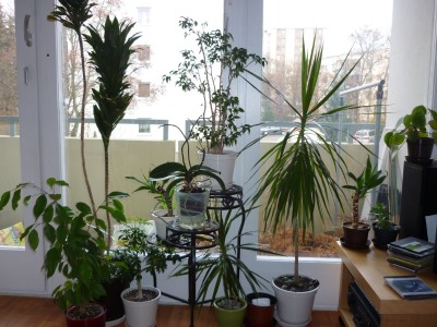 Fenster-P1040555.jpg