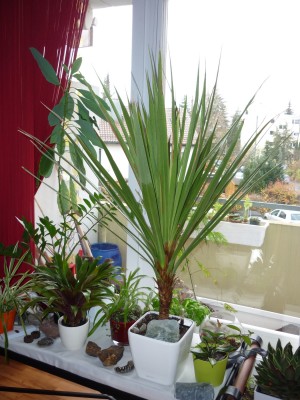 Fenster-P1040556.jpg