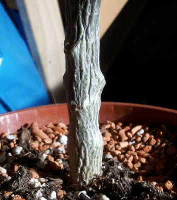 20131213_215607-1-1.jpg