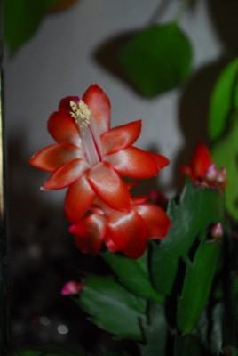 Schlumbergera 024yy.jpg