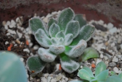 Crassulaceae 106yy.jpg