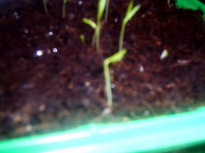 IMAG0032_edited.JPG