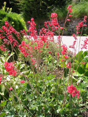 Purpurglöckchen (Heuchera).JPG