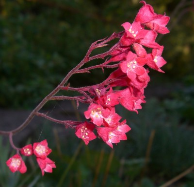 Purpurglöckchen (Heuchera)8.JPG