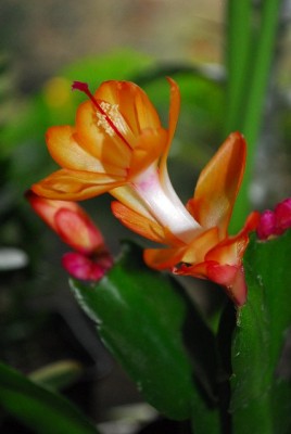 Schlumbergera 035yy.jpg