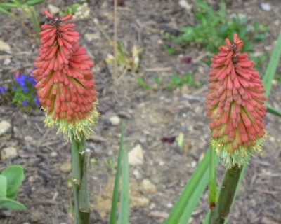Fackellilie Kniphofia.JPG