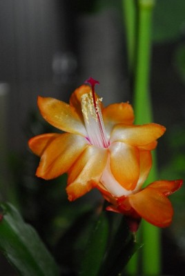 Schlumbergera 039yy.jpg