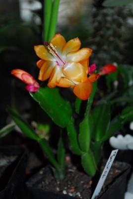Schlumbergera 043yy.jpg