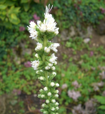 Prachtscharte weiß.JPG