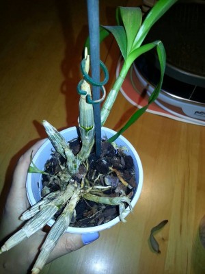Blume1.jpg
