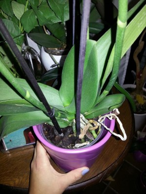 Blume4.jpg