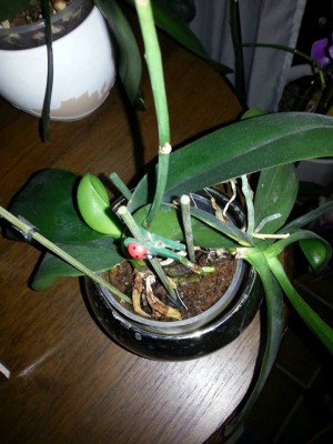 Blume5.jpg
