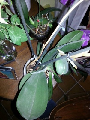 Blume6.jpg