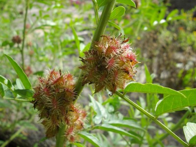 Süßholzbaum.jpg