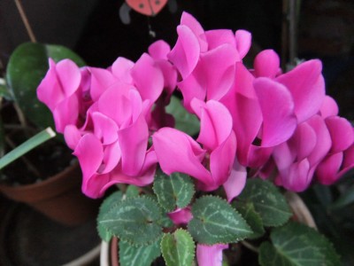 DSCF7702.JPG