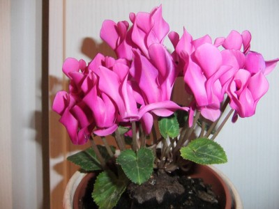 DSCF7700.JPG