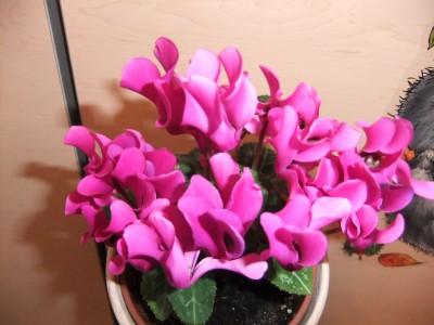 DSCF7699.JPG