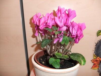 DSCF7697.JPG