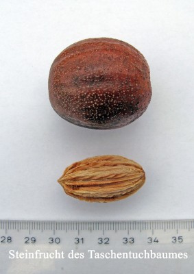 Taschentuchbaumfrucht.jpg
