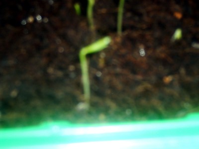 IMAG0032_edited.JPG