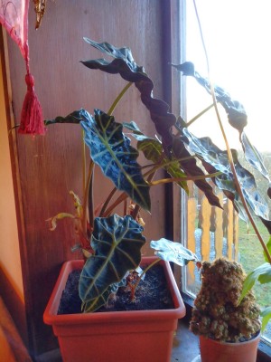 IMG_20131227_105445.JPG