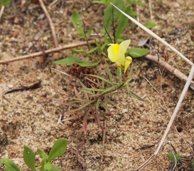 Linaria vulgaris (1).jpg