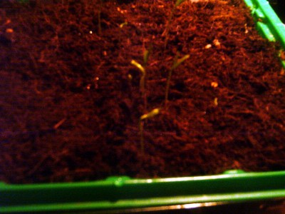IMAG0030_edited.JPG