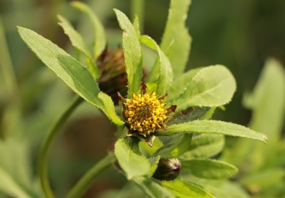 Bidens tripartita (1).jpg