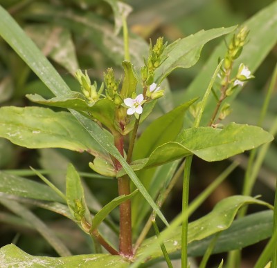 Veronica scutellata (1).jpg